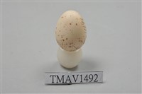 藏品(綬帶鳥卵)的圖片